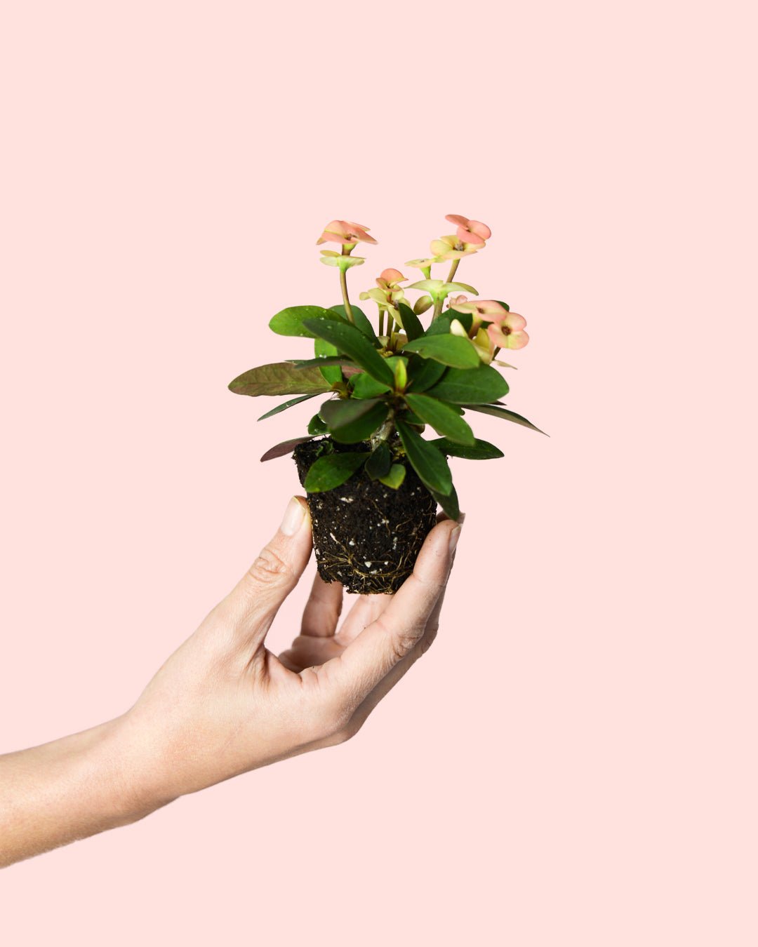 Euphorbia Millii Peach Mini - Pur Plant