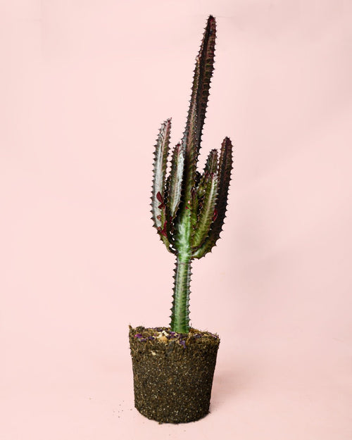 Euphorbia Trigona Rubra L - Pur Plant