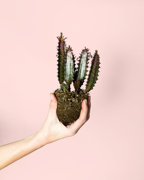 Euphorbia Trigona Rubra M - Pur Plant