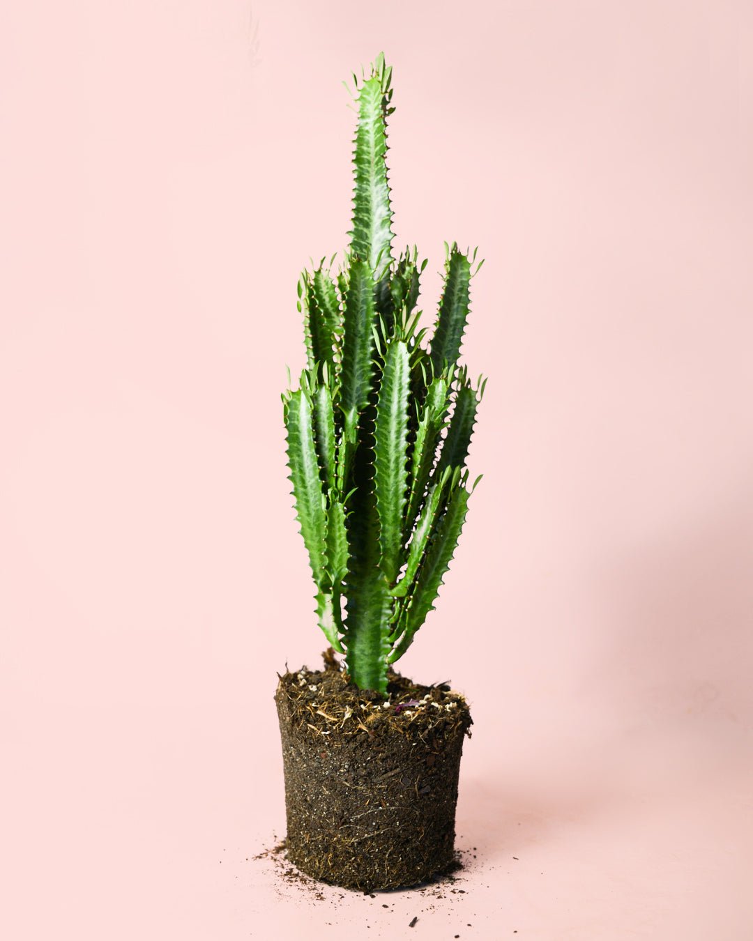 Euphorbia Trigona Verde