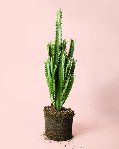 Euphorbia Trigona Verde L - Pur Plant