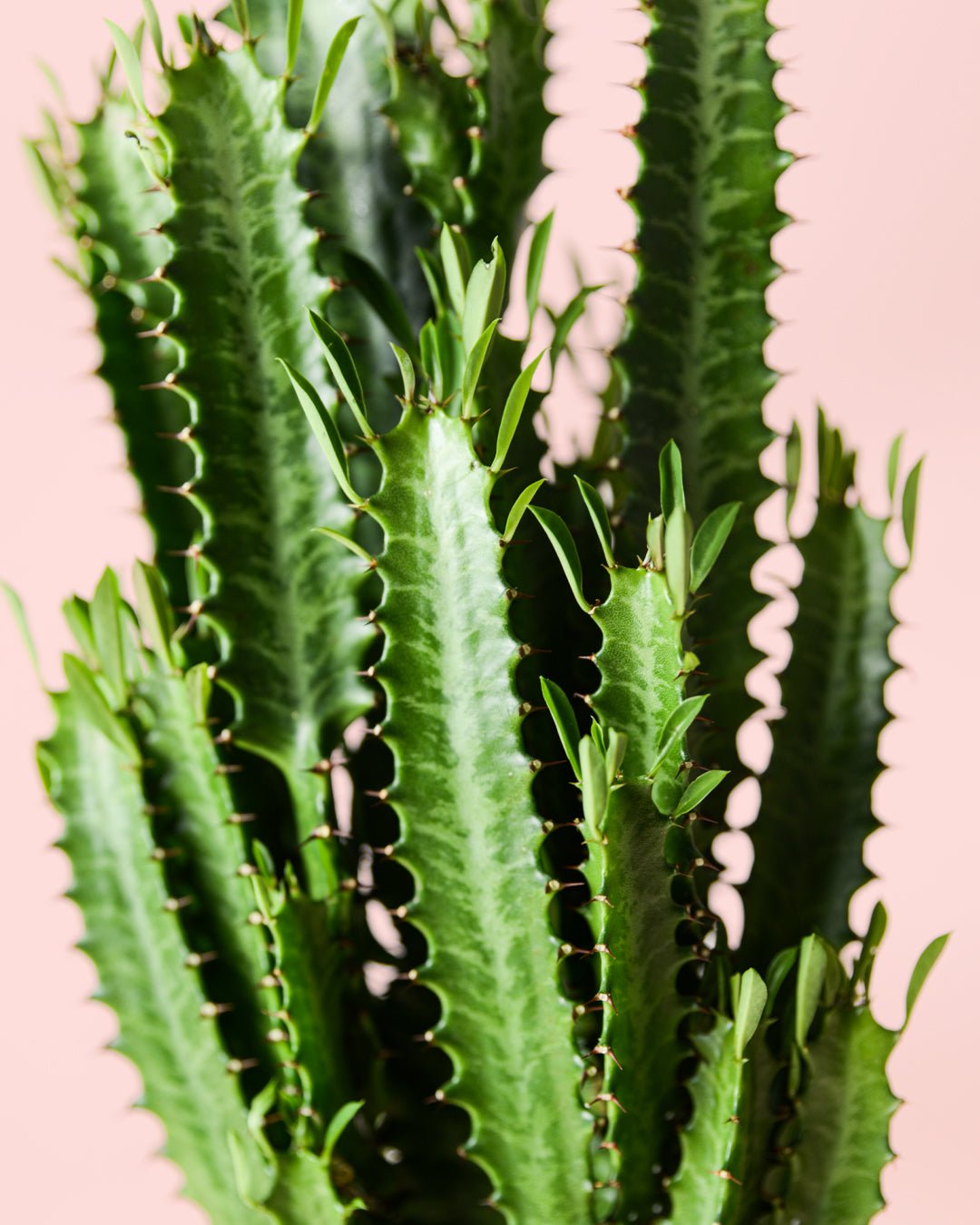 Euphorbia Trigona Verde L - Pur Plant