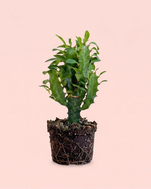 Euphorbia Trigona Verde Mini