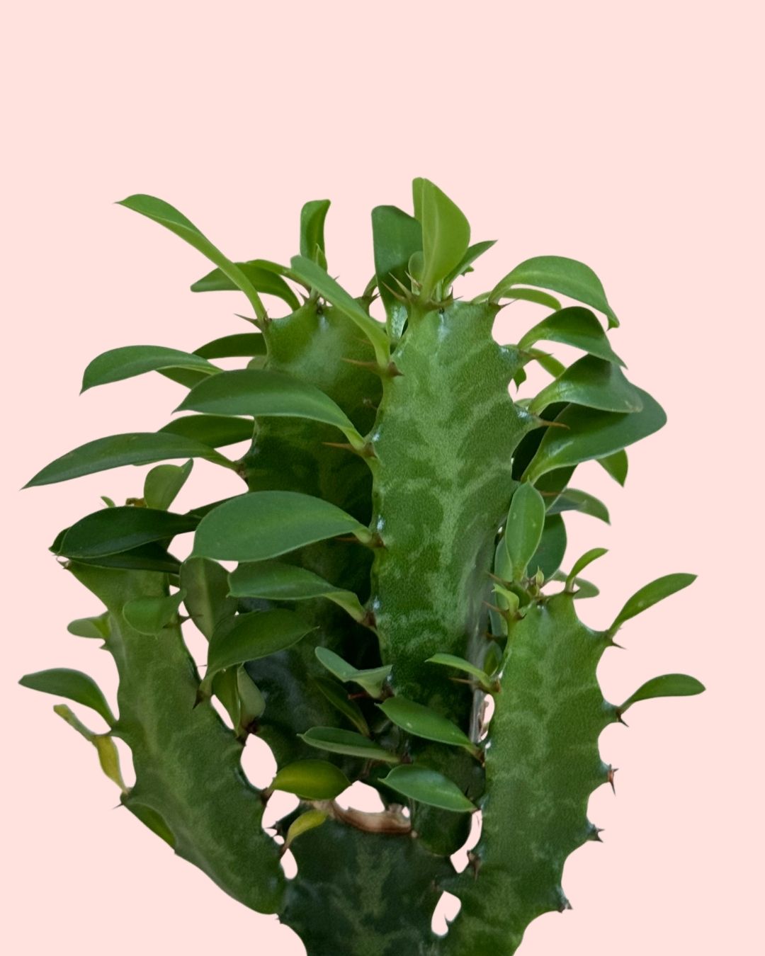 euphorbia ingens mini detail