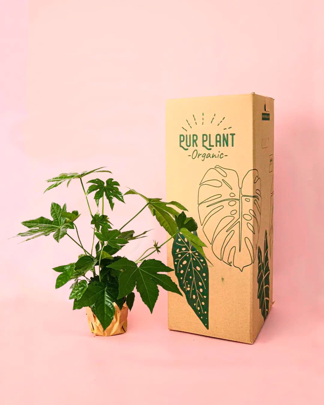 fatsia japónica packaging