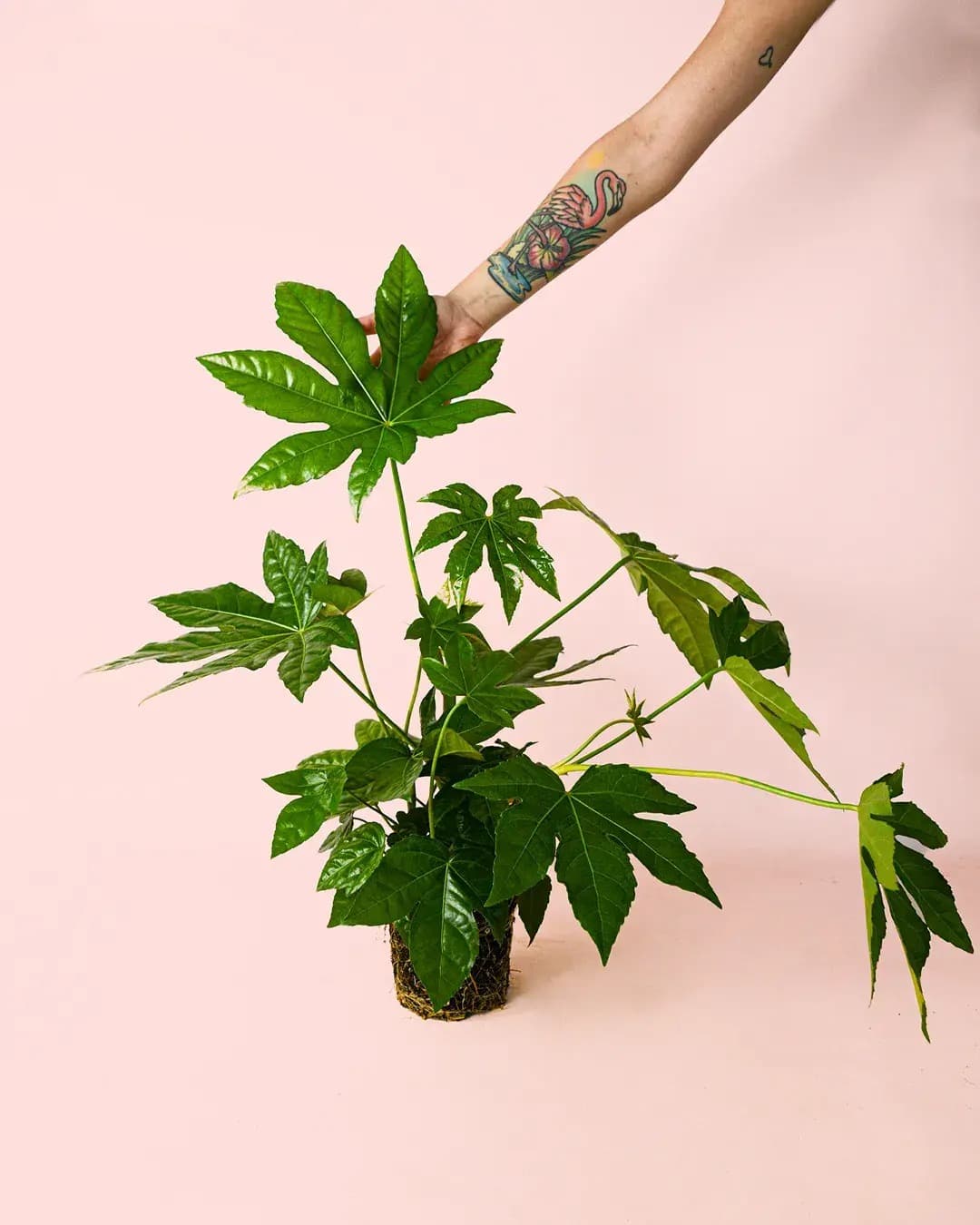 Fatsia Japonica M - Pur Plant