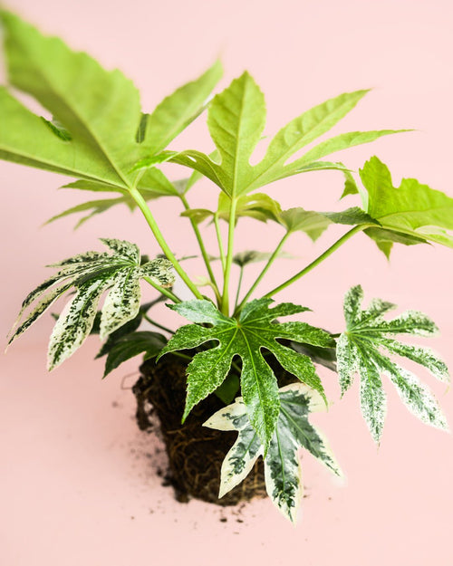 Fatsia Japonica Variegata M - Pur Plant