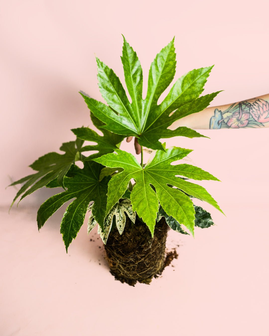 Fatsia Japonica Variegata M - Pur Plant