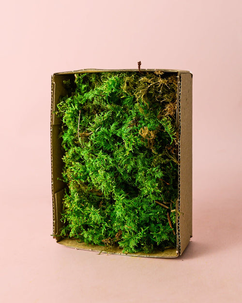 Fern – Musgo Preservado - Pur Plant