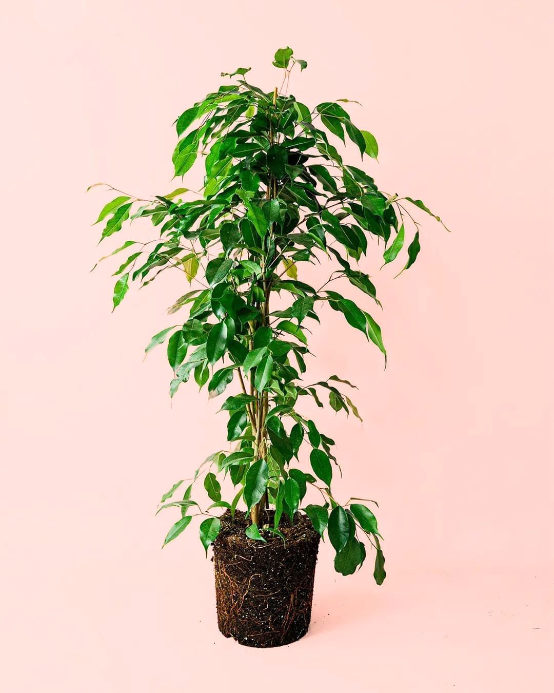 ficus benjamina