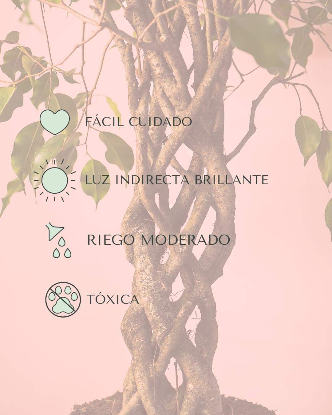 Ficus Benjamina Exótica Trenzado L - Pur Plant