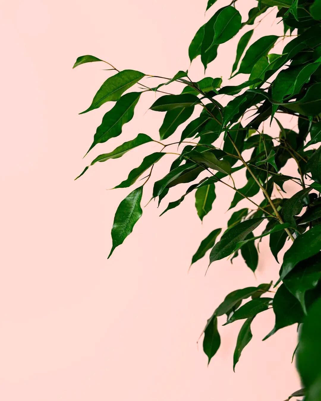 ficus benjamina hoja