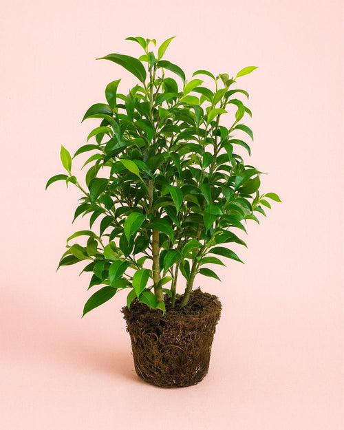 Ficus Benjamina Natasja M - Pur Plant