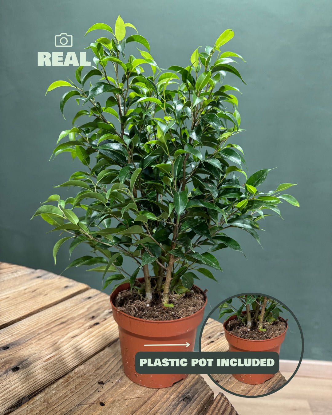 Ficus Benjamina Natasja M - Pur Plant