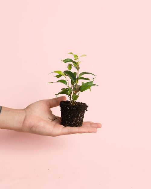 Ficus Benjamina Natasja Mini - Pur Plant