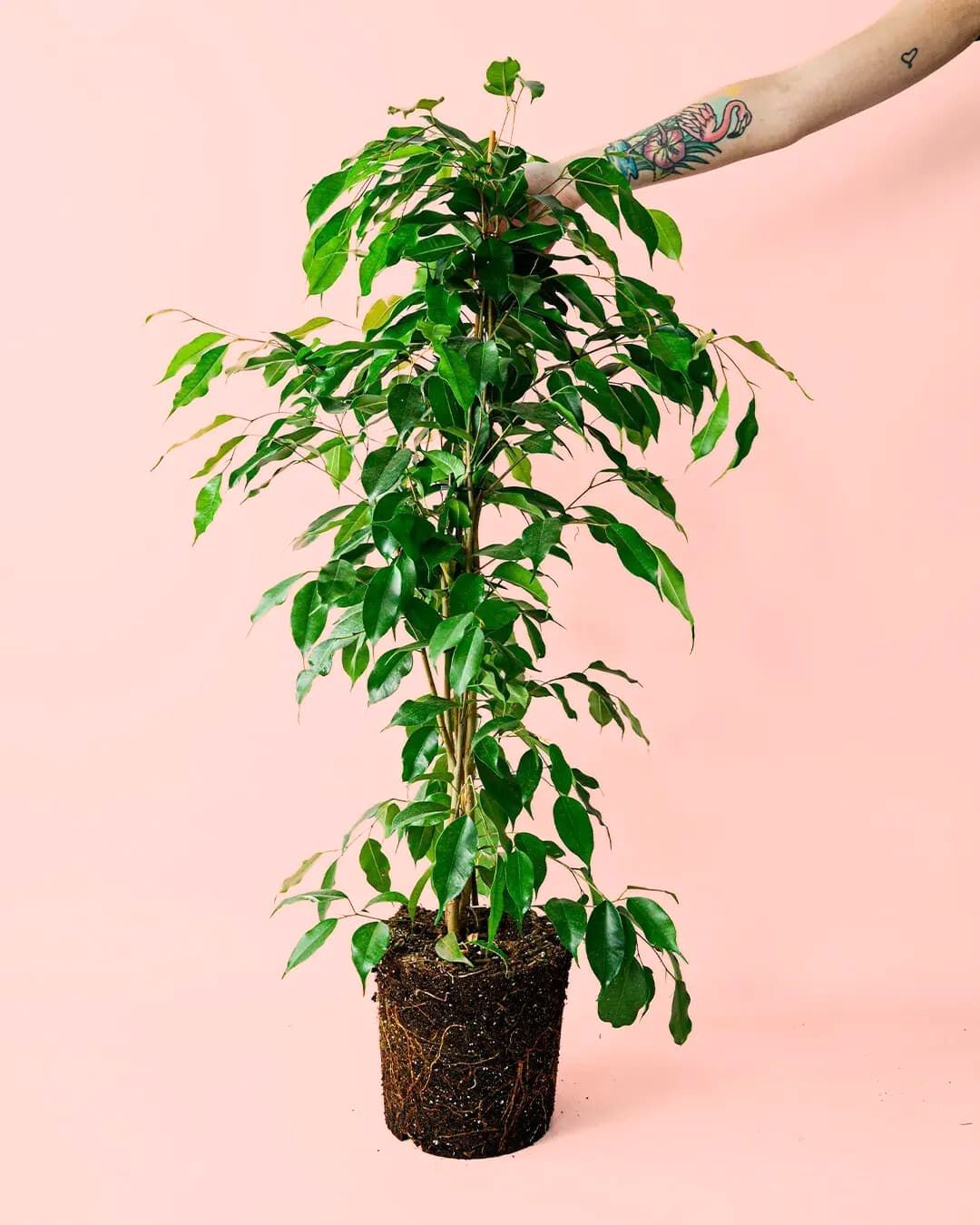 ficus benjamina planta