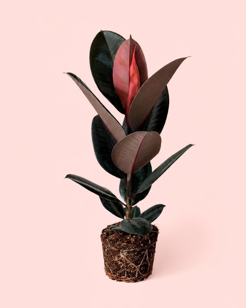 Ficus Elástica Abidjan L - Pur Plant