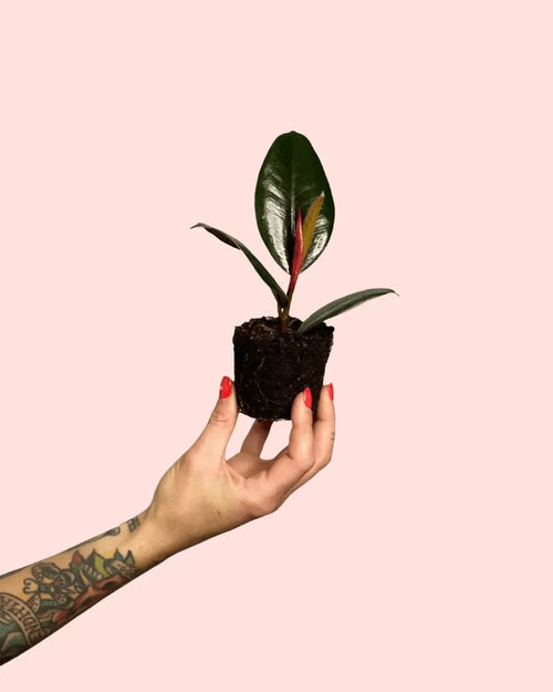 Ficus Elástica Robusta Mini - Pur Plant