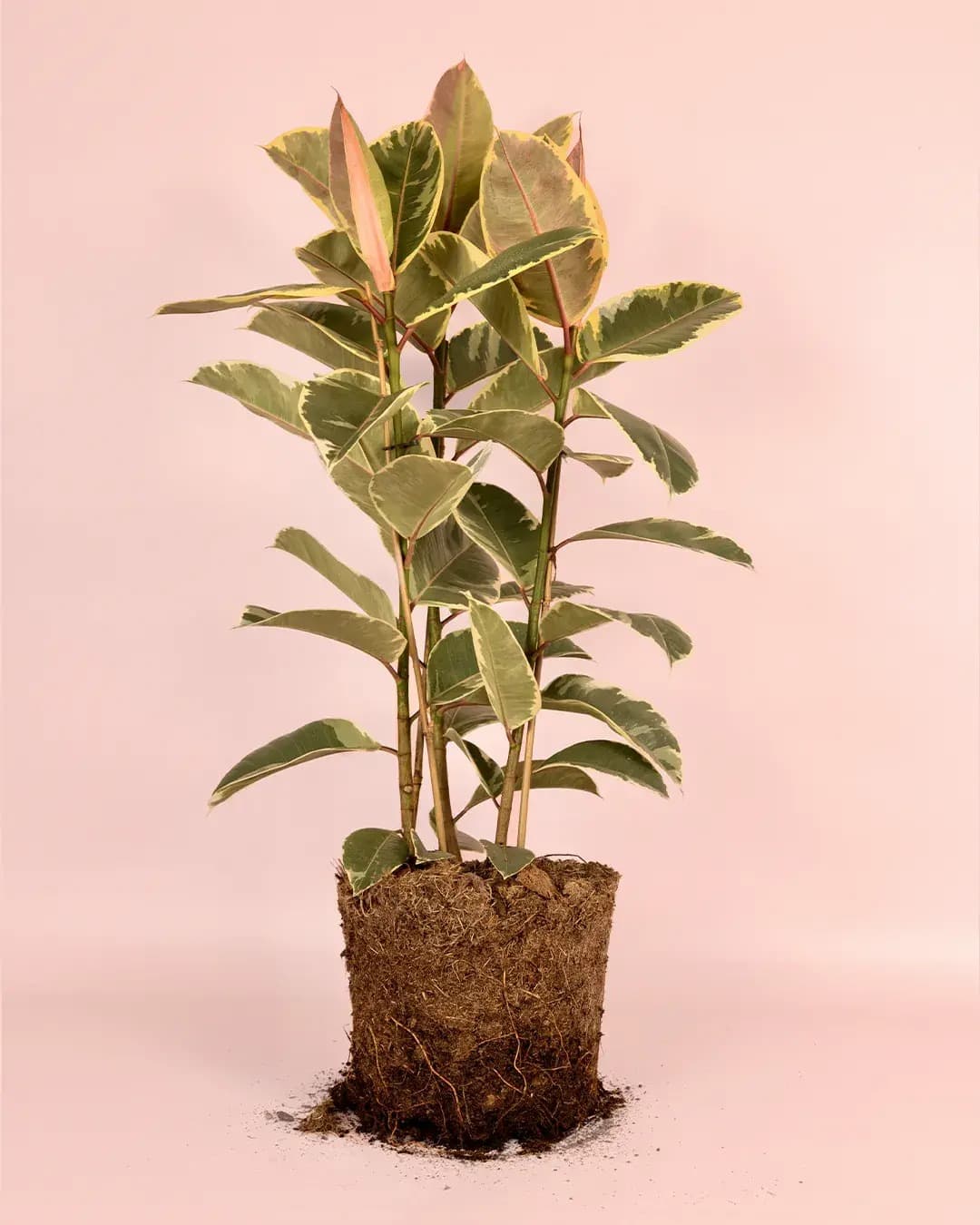 Ficus Elástica Tineke XL - Pur Plant