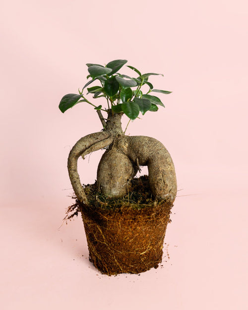 Ficus Ginseng L - Pur Plant