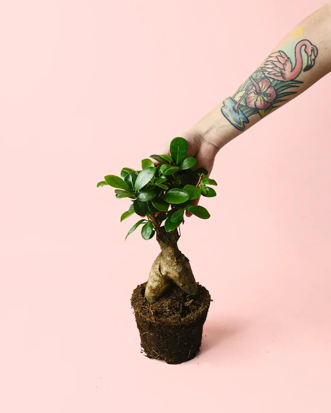 Ficus Ginseng M - Pur Plant