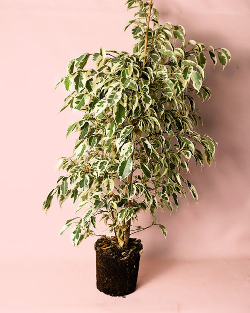 Ficus Hawai L - Pur Plant