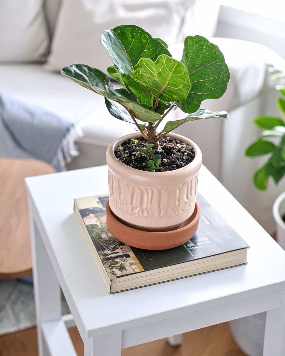 ficus lyrata mini contexto