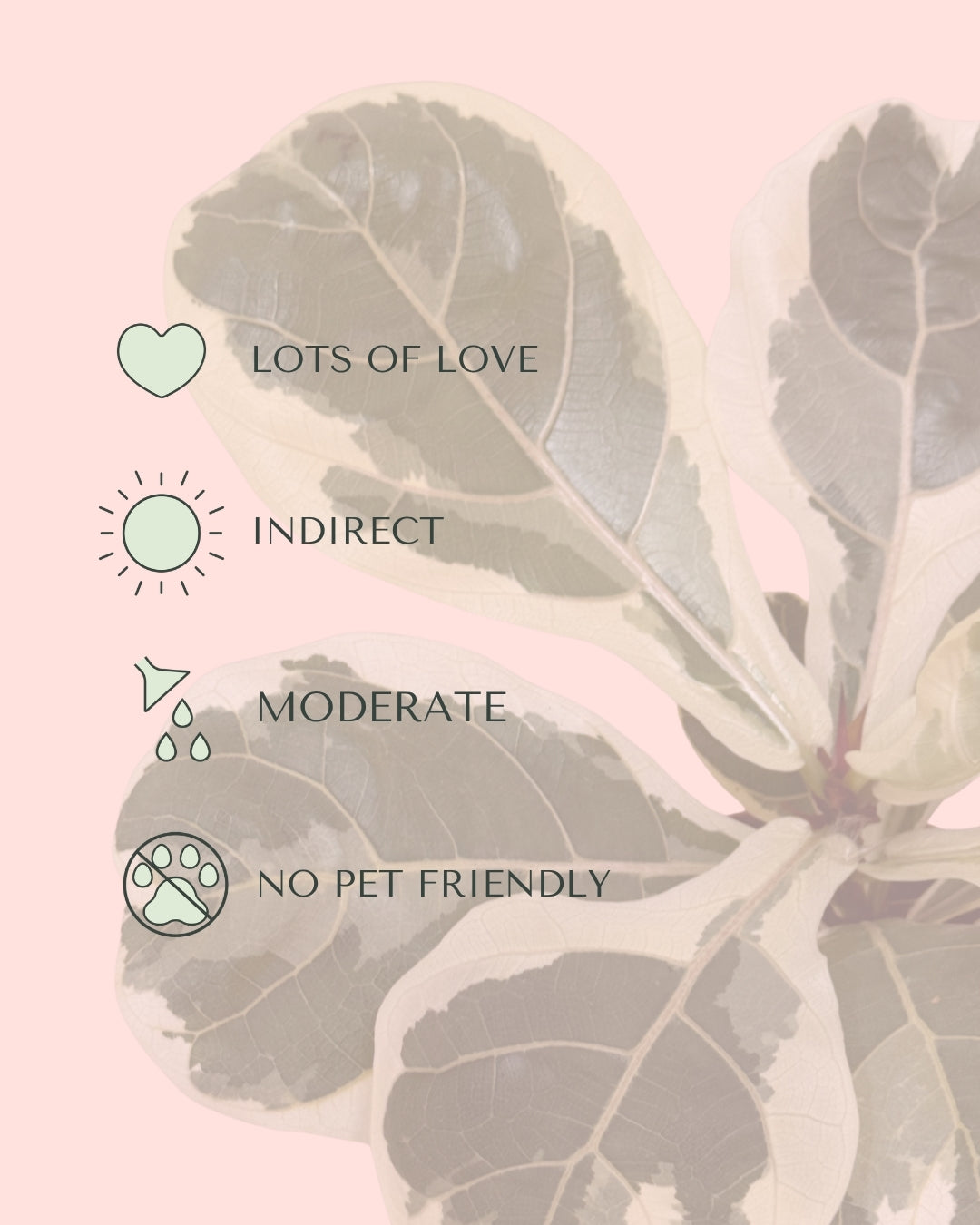 ficus-lyrata-variegado-m-care