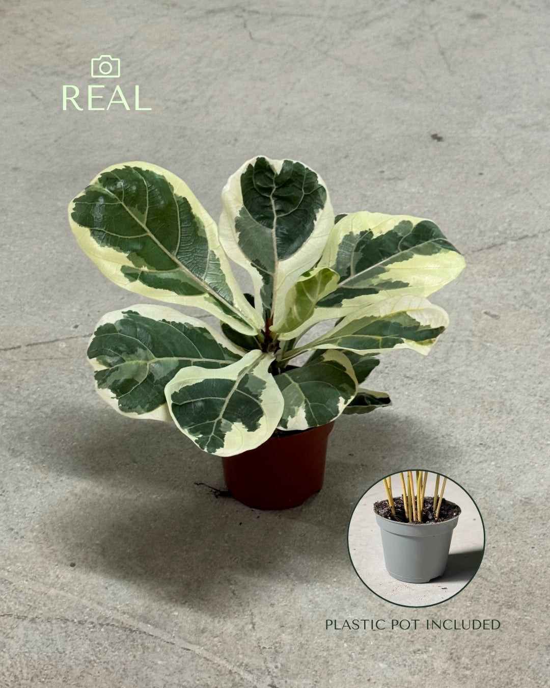 ficus-lyrata-variegado-m-real
