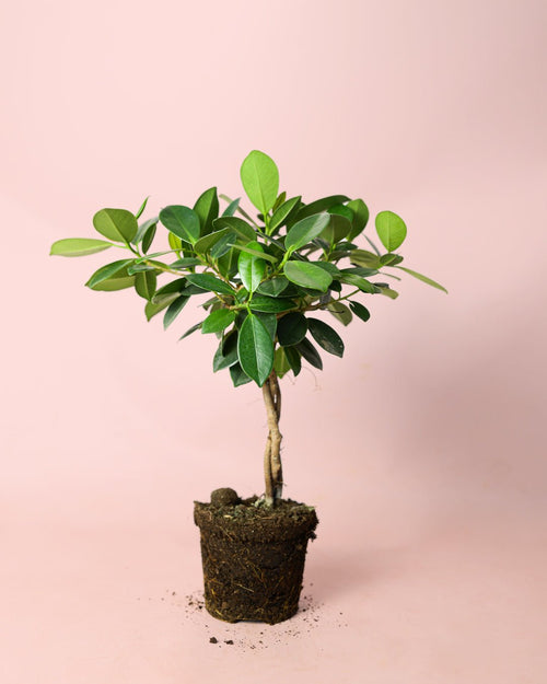 Ficus Maya M - Pur Plant