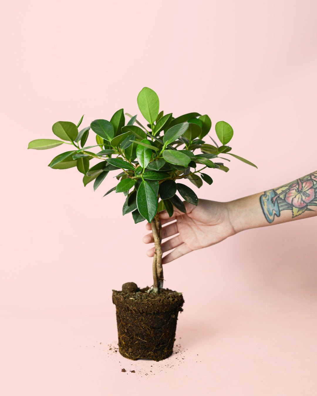 Ficus Maya M - Pur Plant