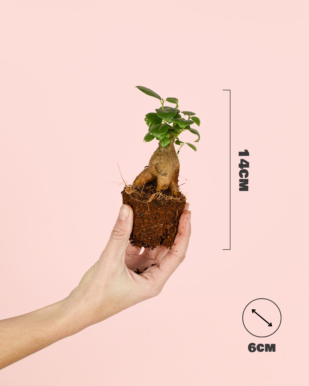 ficus microcarpa medidas