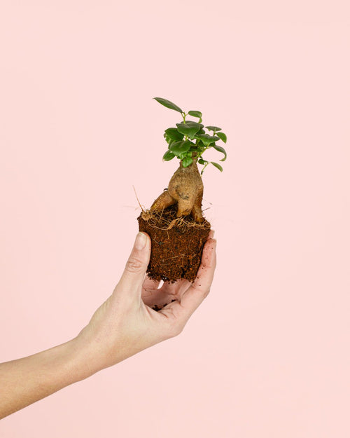 Ficus Microcarpa Mini - Pur Plant