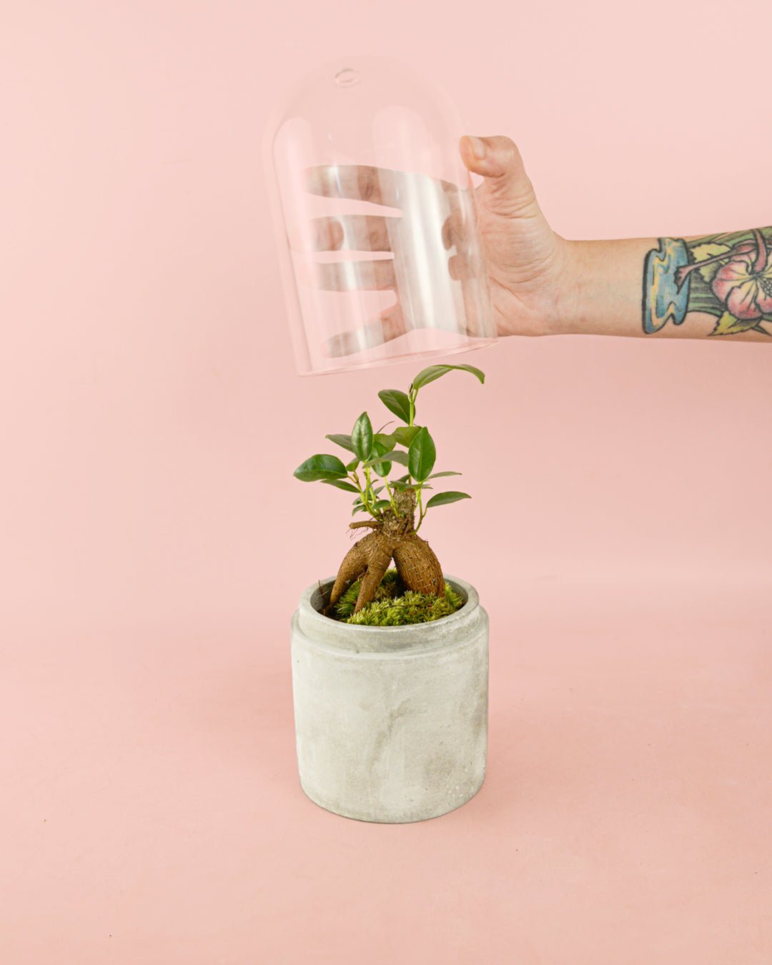 Ficus Microcarpa Mini - Pur Plant