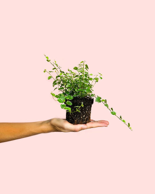 Ficus Pumila White Mini - Pur Plant