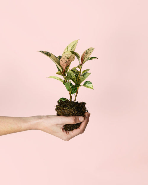 Ficus Shivereana Variegata Mini - Pur Plant