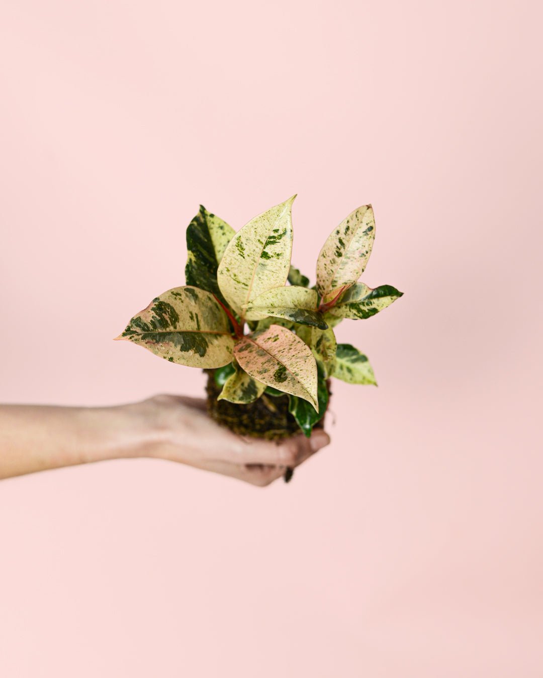Ficus Shivereana Variegata Mini - Pur Plant