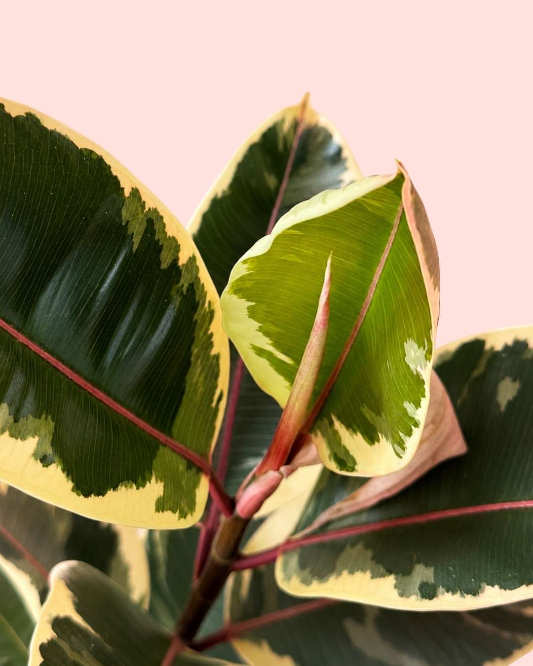 Ficus Tineke L - Pur Plant