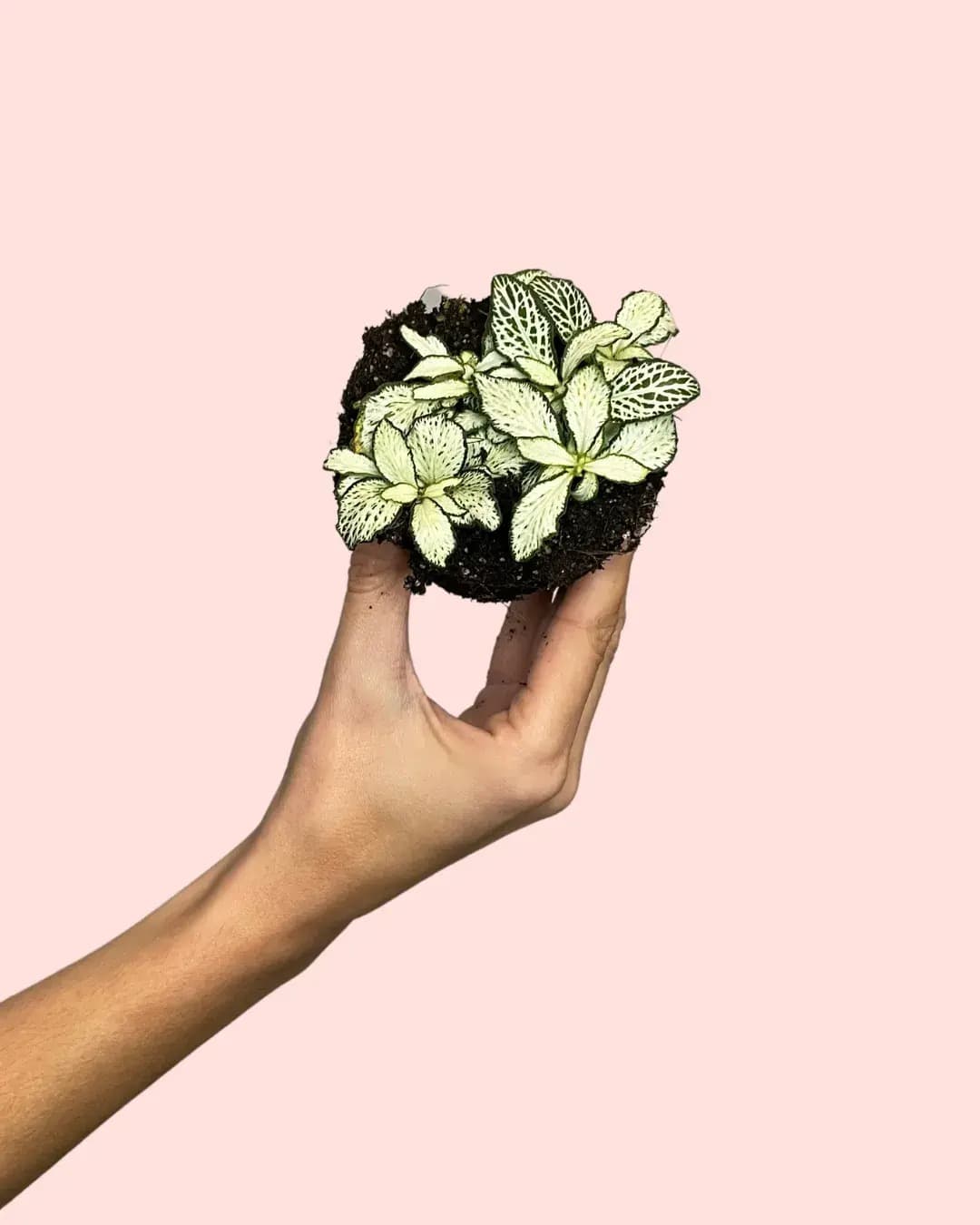 Fittonia Blanca Mini - Pur Plant
