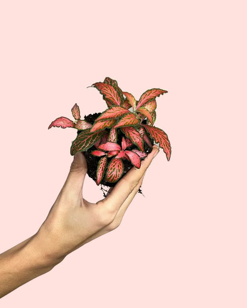 Fittonia Dark Pink Mini - Pur Plant