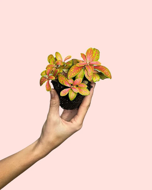 Fittonia Fusion Mini - Pur Plant