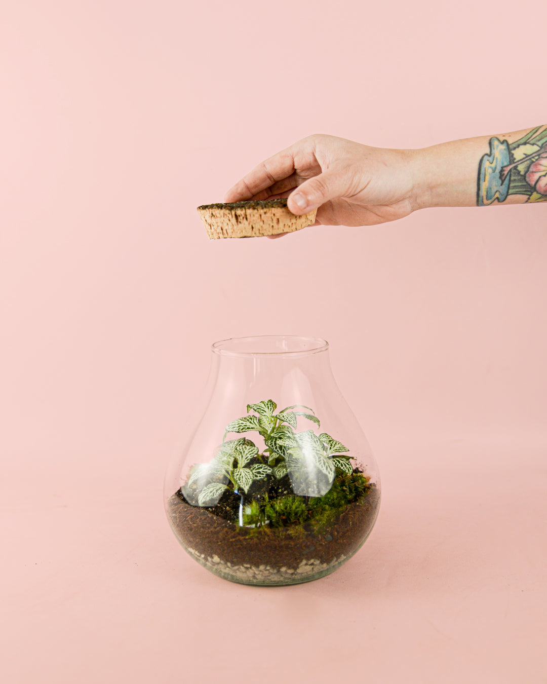 fittonia-verde-terrario-valley