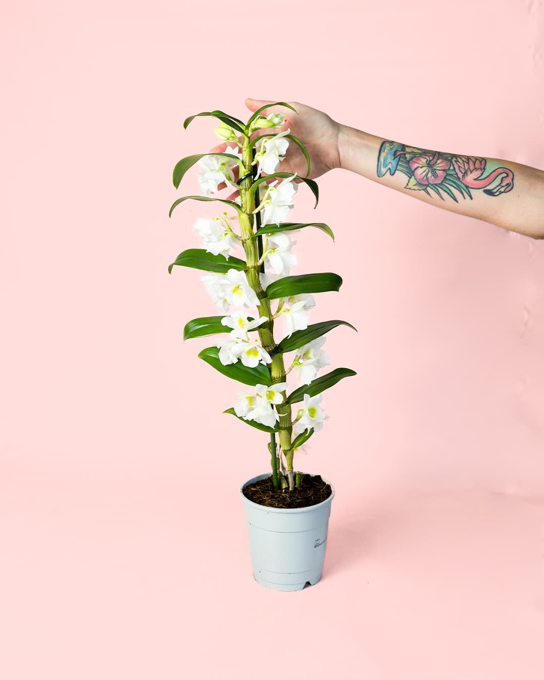 orquidea Dendrobium nobile planta