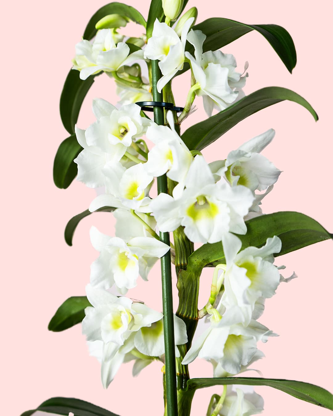 orquidea Dendrobium nobile flor