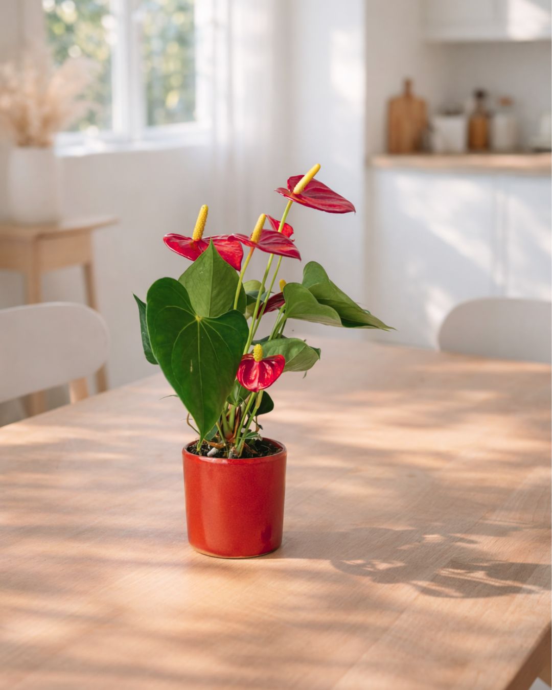 Gift Set Anthurium Rojo + Mini Maceta Cerámica Roja - Pur Plant
