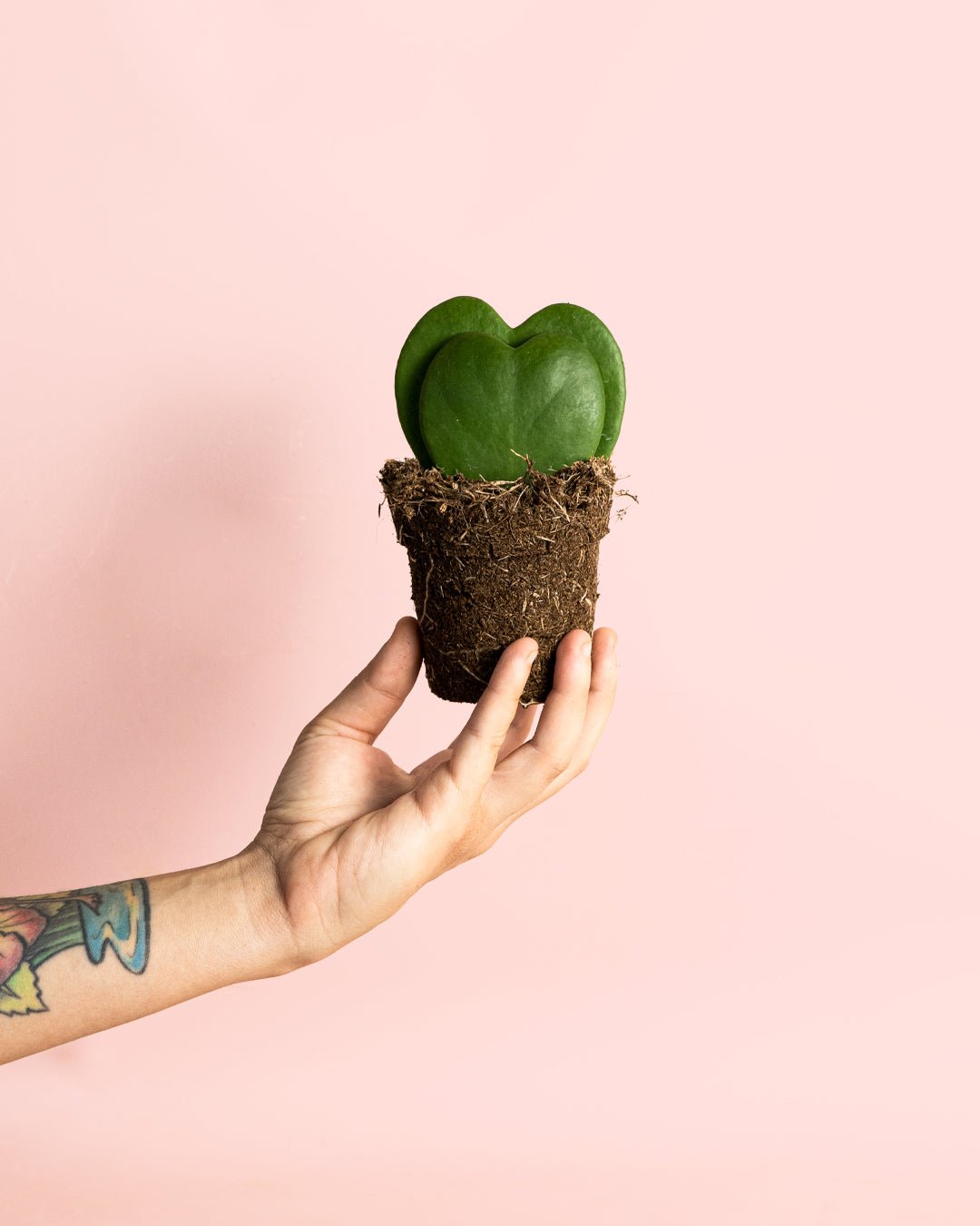 Gift Set Hoya Kerrii Doble + Happy Pot Rosa - Pur Plant