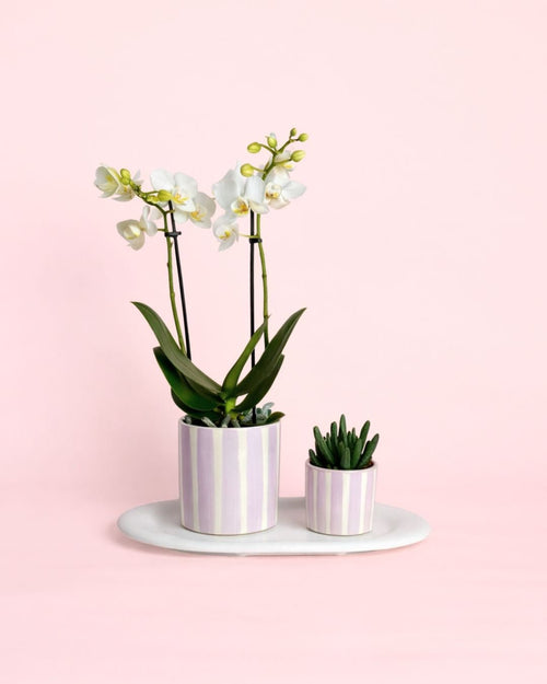 Gift Set Lilac – Orquidea y Suculenta Con Maceta - Pur Plant
