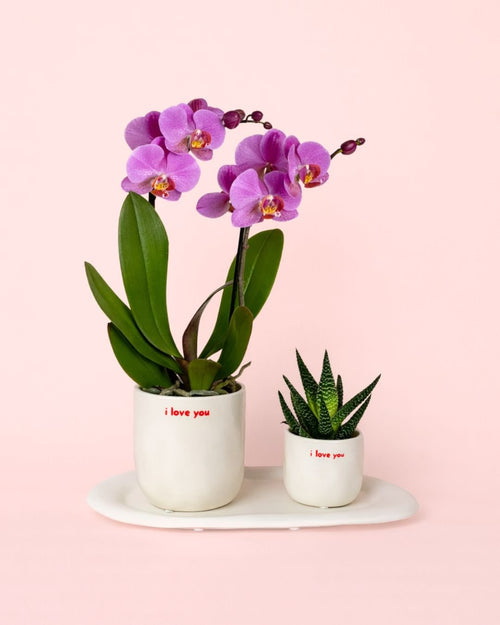 Gift Set Love – Orquidea y Suculenta Con Maceta - Pur Plant