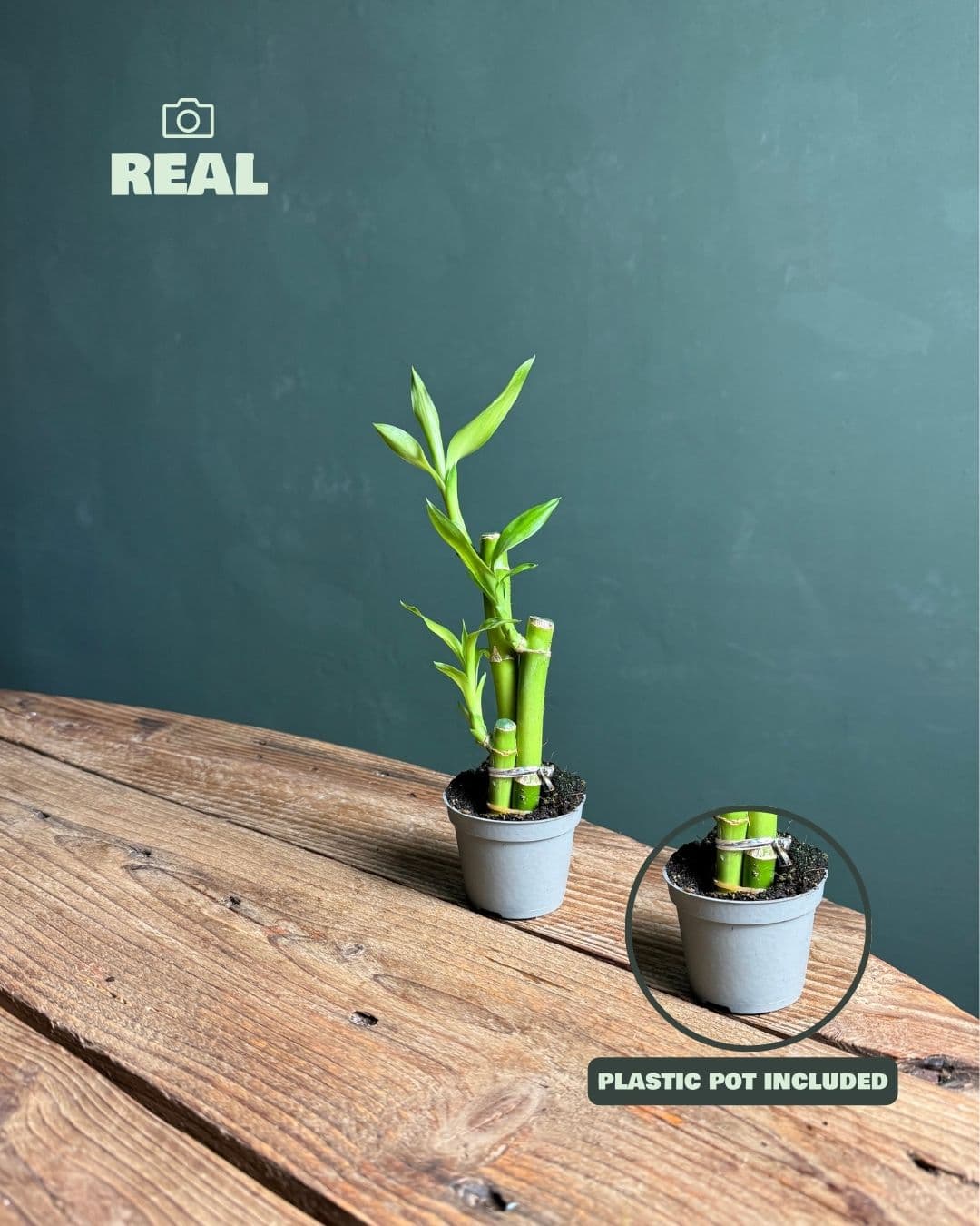 Dracaena Lucky Bamboo Maceta Mini