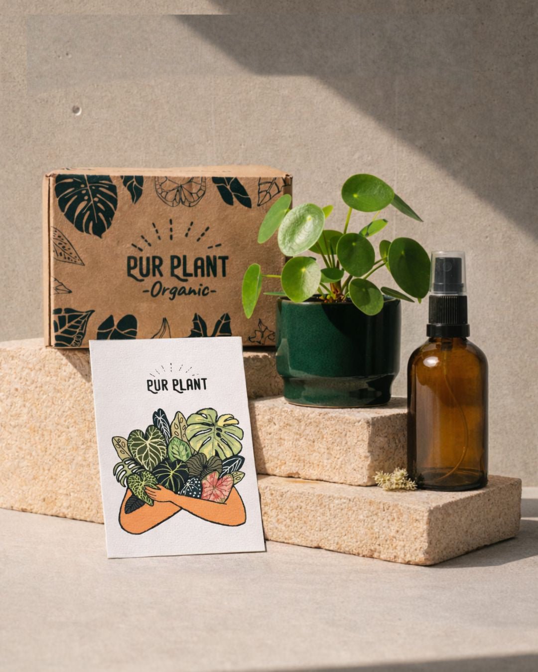 Gift Set Lumen – Pilea Peperomioides - Pur Plant